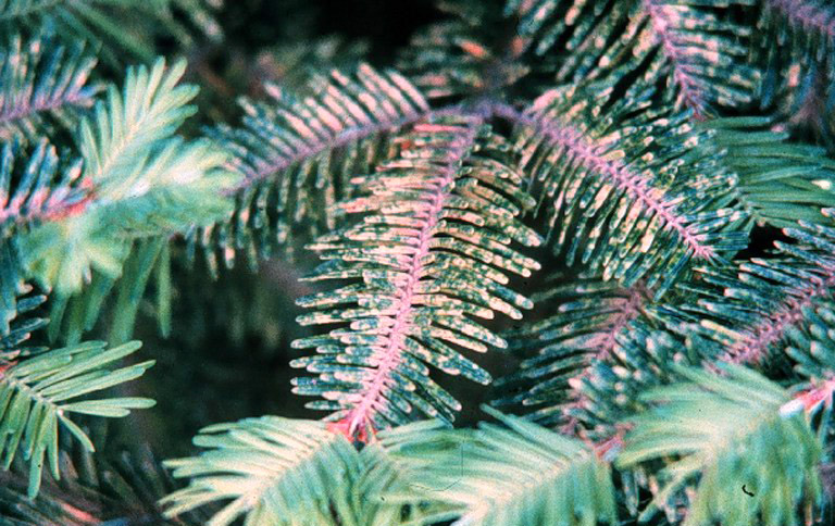 Speckled needles on on a Christmas tree suffering from cryptomeria scale.